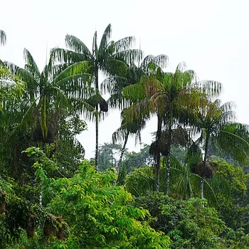 Açaí bessen