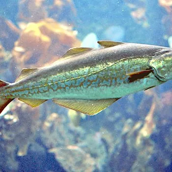 Atlantic Pollock
