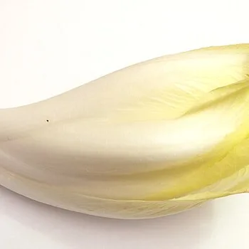هندباء برية أوروبية (إنديف / ويتلوف)