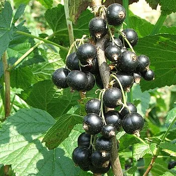 Zwarte bessen (cassis)