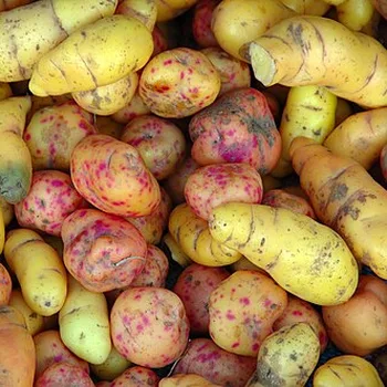 Boiled African Yam