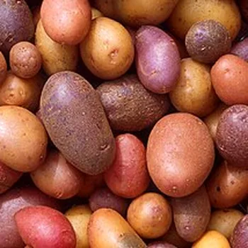 بطاطا مسلوقة