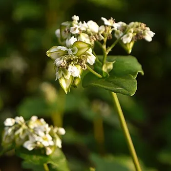 Boekweitmeel (glutenvrij)