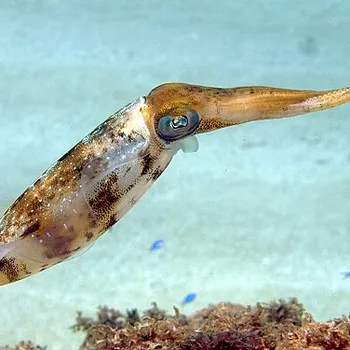 Canned Squid in Its Own Natural Ink