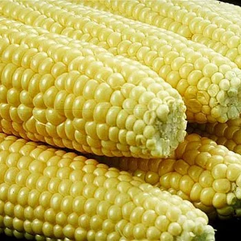 Canned Sweet Corn (No Sugar)