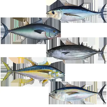 Canned Tuna in Water