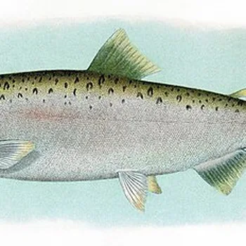 Canned Wild Pink Salmon in Water