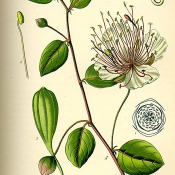 Kappertjes in azijn
