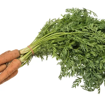 جزر طازج