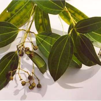Ceylon Cinnamon