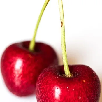 Kersen