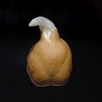 حمص مسلوق