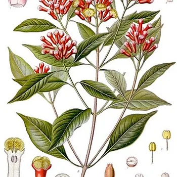 Kruidnagel