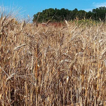 Coarse Durum Wheat Semolina for Pasta