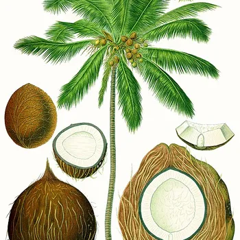 Kokosmeel biologisch