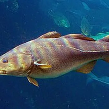 Kabeljauwfilet