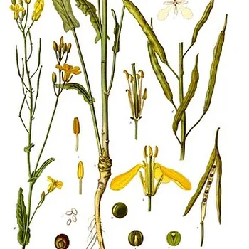 Canola (Rapeseed) Oil