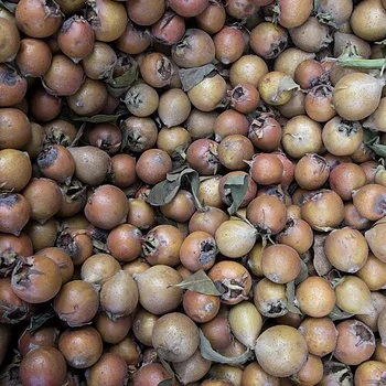 European Medlar