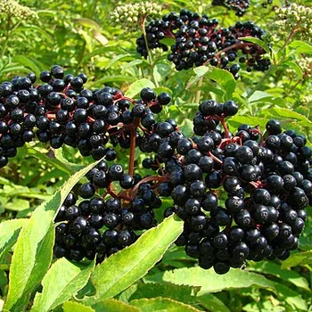 Cooked Elderberries (Immune Support)