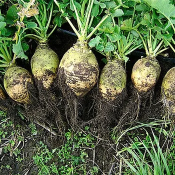 Cooked Rutabaga (Swede)