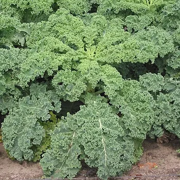 Boerenkool