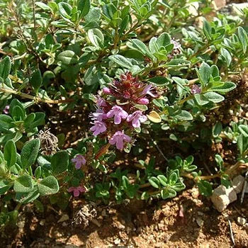 Wilde tijm (Oregano)