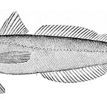 Heekfilet witvis