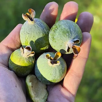 Feijoa (Pineapple Guava)