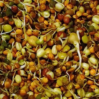 براعم الفاصوليا الطازجة المقرمشة (توجيه)