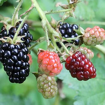 Fresh Blackberries
