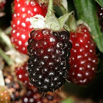 Boysenberries