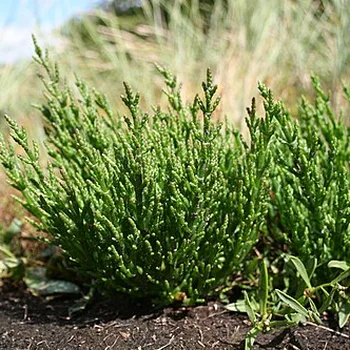 Sea Samphire (Zeekraal)