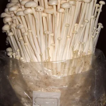 Verse enoki paddenstoelen