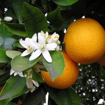 Japanese Yuzu