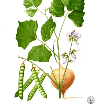 Fresh Jicama