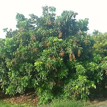 Longan (Dragon Eye)