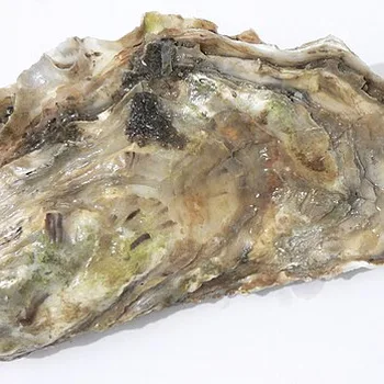محار بحري طازج نيء بالليمون (أويستر)