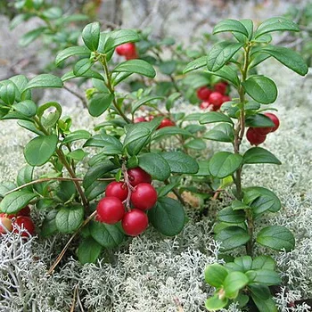 Lingonberries (Unsweetened)