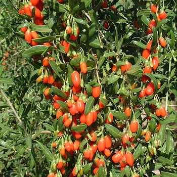 Goji bessen