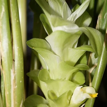 Gouden melk met kurkuma en zwarte peper
