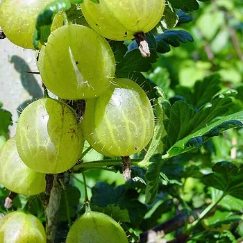 عنب الثعلب الأوروبي (كوزبيري)