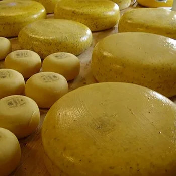 Gouda Cheese