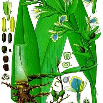 Groene kardemom