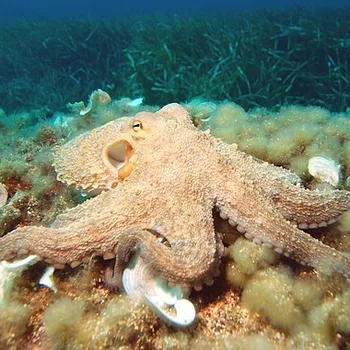 Gegrilde octopus