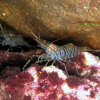 Peeled North Sea Grey Shrimp