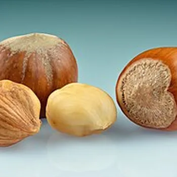 بندق طازج