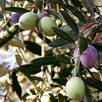 Kalamata olijven