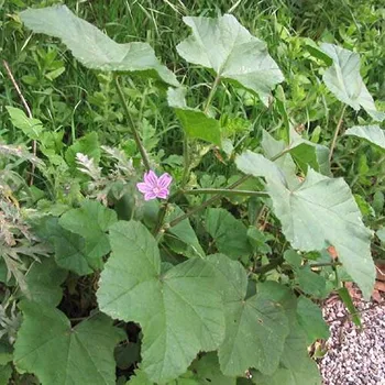 Khubeza (Mallow)