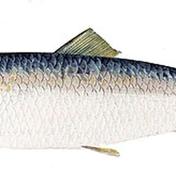 Kipper Smoked Golden Herring