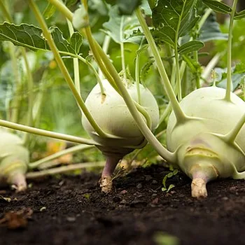 Kohlrabi